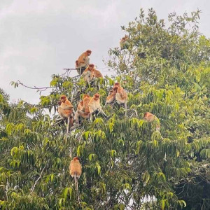 https://windowtraveler.com/image/cache/catalog/Adventure/TanjungPuting/Tanjun3-300x300.jpg