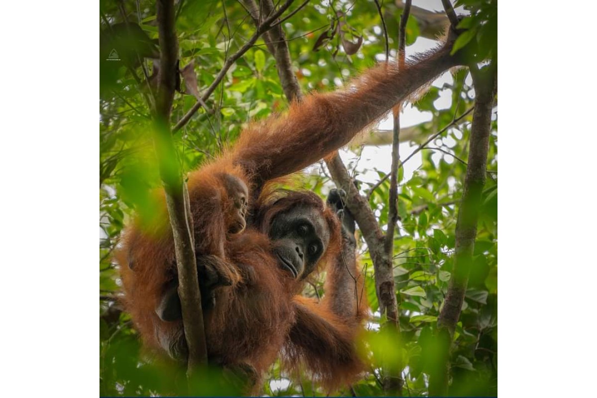 Explore Orang Utan 3H2M