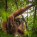 Explore Orang Utan 3H2M