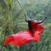 AYUNG JUNGLE SWING