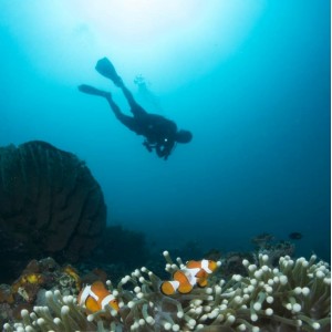 Paket Menyelam Wakatobi 5D4N