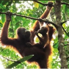 Jungle Trekking Bukit Lawang 3D2N