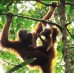 Jungle Trekking Bukit Lawang 3D2N