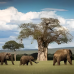 Safari Gajah Tanzania 3 Hari / 2 Malam