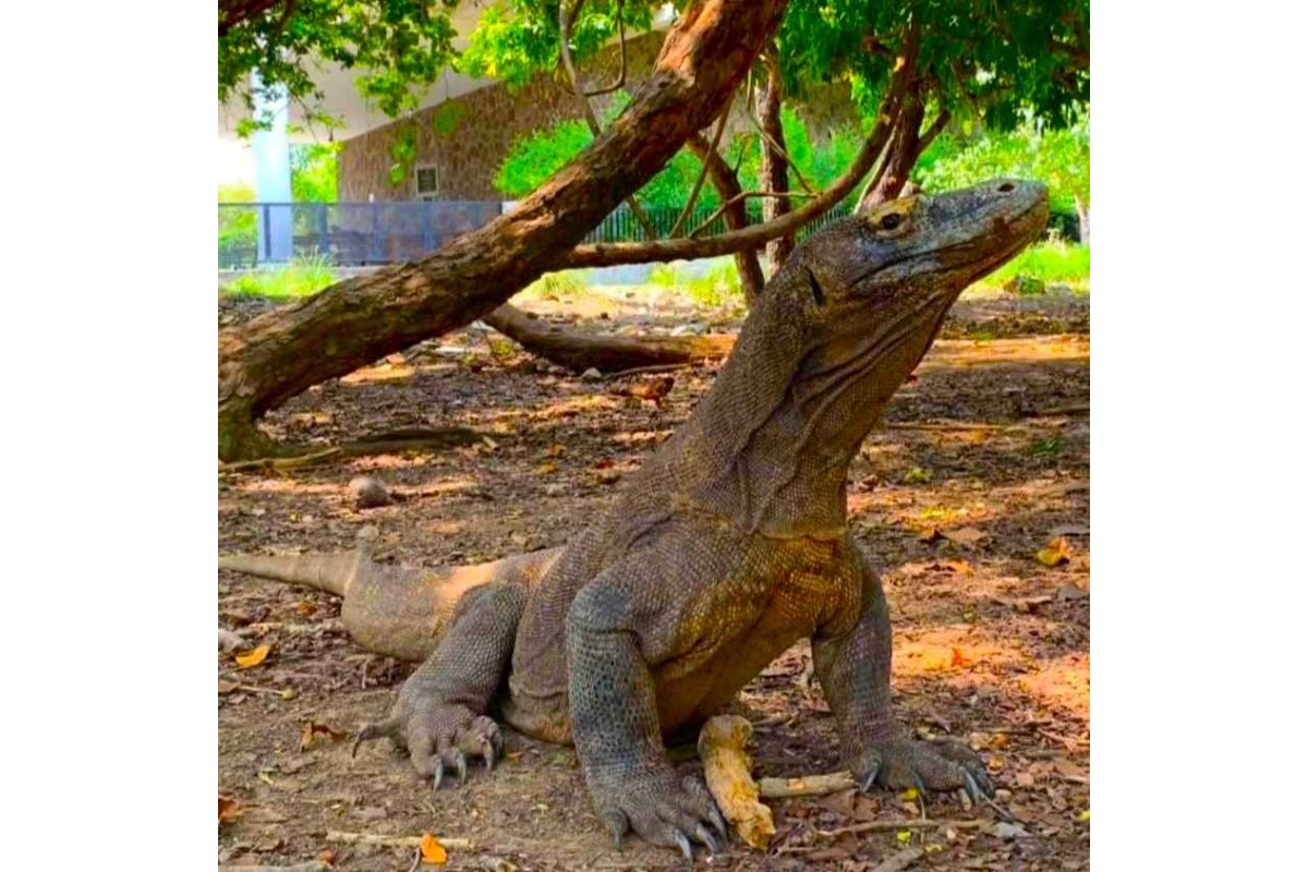 Full Day Komodo Trip dari Labuan Bajo (Sharing Trip) 