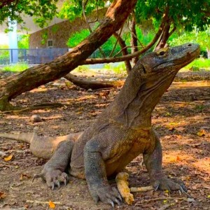 Full Day Komodo Trip dari Labuan Bajo (Sharing Trip) 