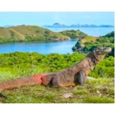 https://windowtraveler.com/image/cache/catalog/tourtravel/Komodo%20Explorer/ke30-228x228.jpg