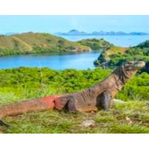 https://windowtraveler.com/image/cache/catalog/tourtravel/Komodo%20Explorer/ke30-300x300.jpg