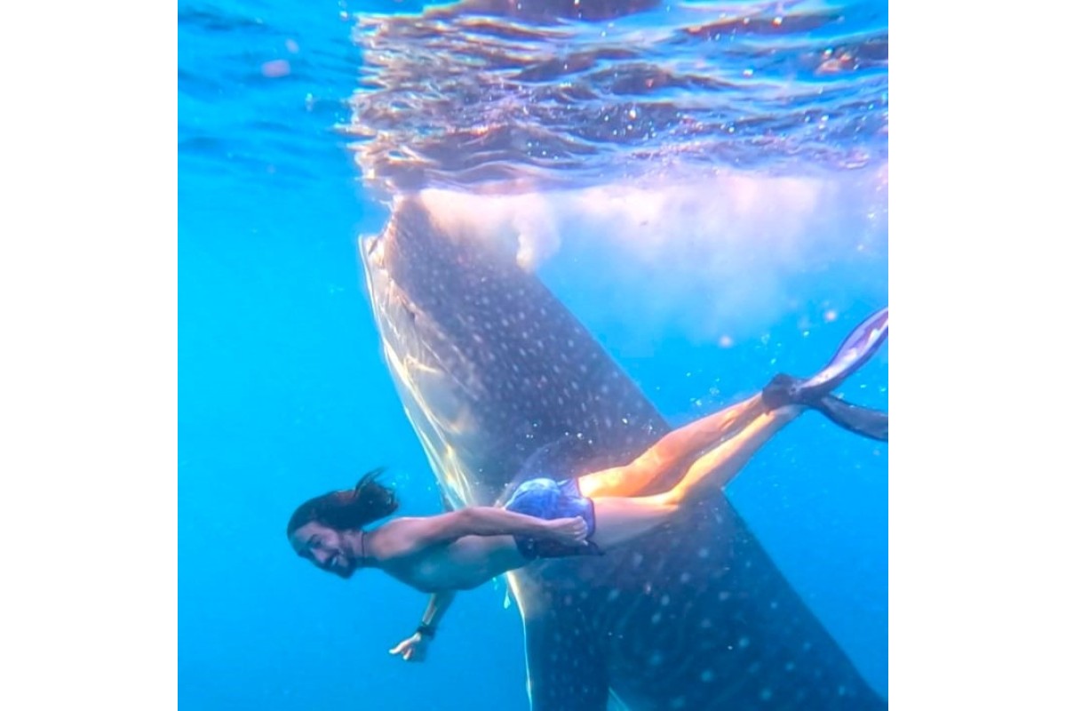 Whaleshark Sumbawa Tour half day