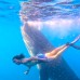 Whaleshark Sumbawa Tour 4h3m (Moyo Island, Gili Batu)