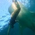 Whaleshark Sumbawa Tour 4h3m (Moyo Island, Gili Batu)