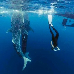https://windowtraveler.com/image/cache/catalog/tourtravel/Sumbawa%20Tourism/bst7-300x300.jpg