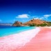  komodo Tour with share fast boat (Full day)