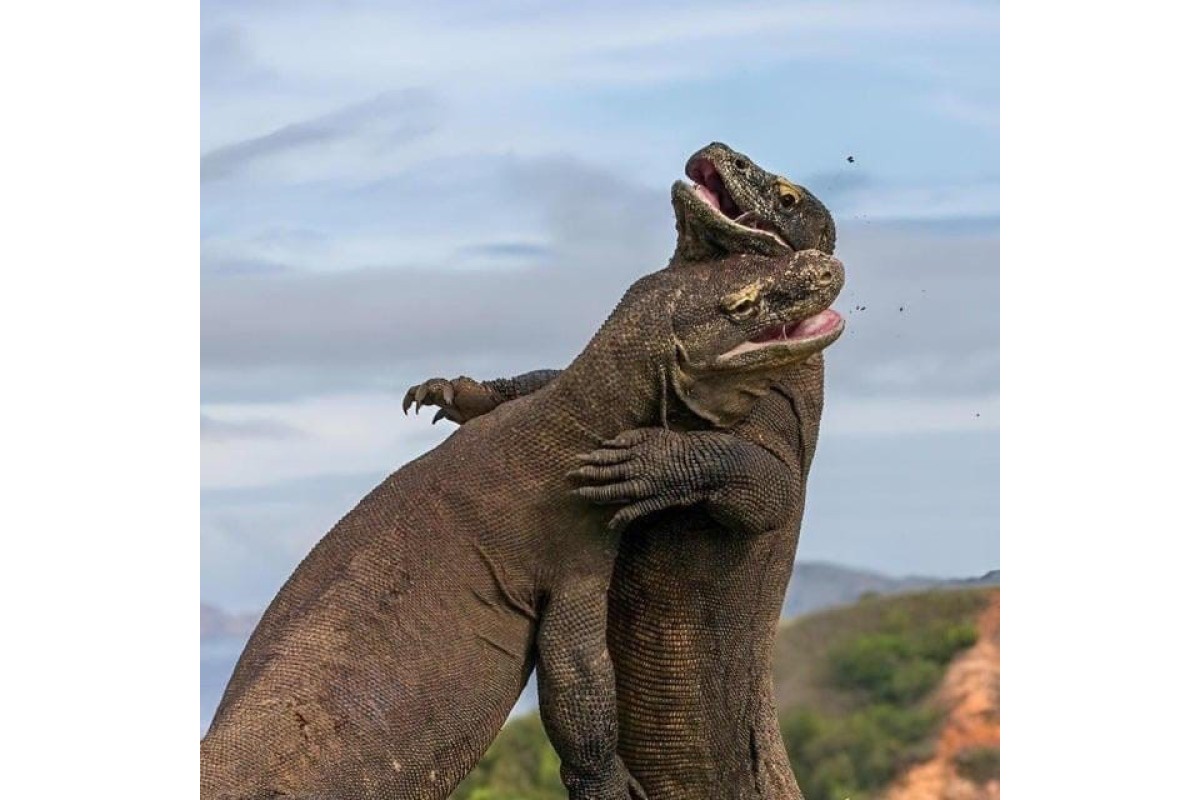  komodo Tour with share fast boat (Full day)