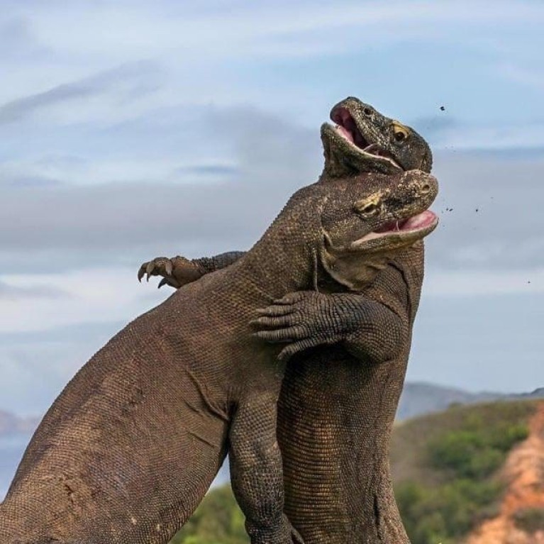 Komodo trip with sharing slow boat (Full day)
