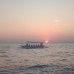 Dolphin Swimming Tour 