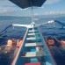 Dolphin Swimming Tour 