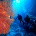 Paket Diving  Pulau Padaido 3H2M